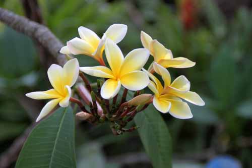 �v�������A�A�炭�₱�̉Ԋ�