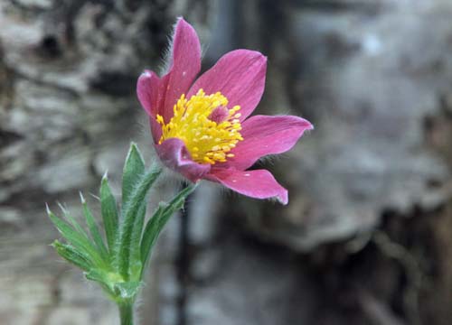 �v���T�e�B���E�u���K���X�A�炭�₱�̉Ԋ�