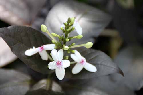 �v�Z�E�f�����e�����E�A�g���v���v���E���A�炭�₱�̉Ԋ�