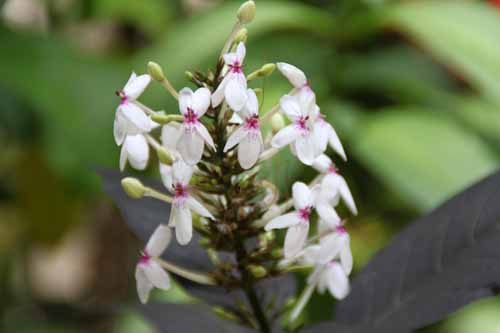 �v�Z�E�f�����e�����E�A�g���v���v���E���A�炭�₱�̉Ԋ�