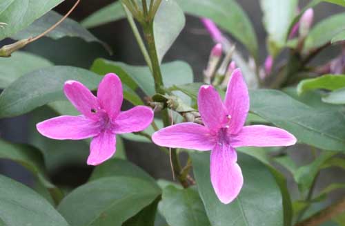 �v�Z�E�f�����e�����E���N�V�t�������A�炭�₱�̉Ԋ�