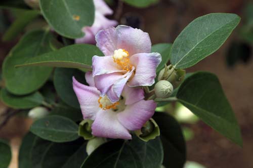 ���O�i���A�E�p�^�[�\�j�[�A�炭�₱�̉Ԋ�