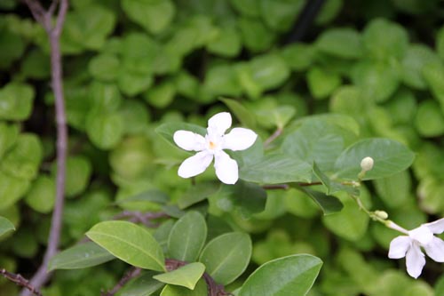 ���C�e�B�A�E�[�C���j�J�A�ߌ��Βn����