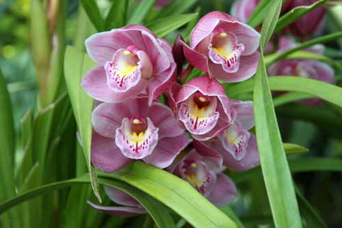 ���b�L�[�O�����A�E������܁A�炭�₱�̉Ԋ�