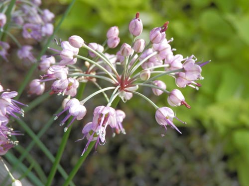 ���b�L���E�A�炭�₱�̉Ԋ�