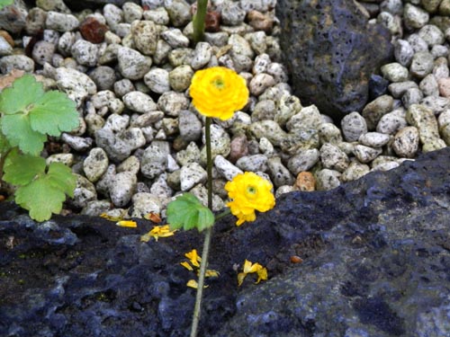 ���i���L�����X�E�A�N���X�A�炭�₱�̉Ԋ�