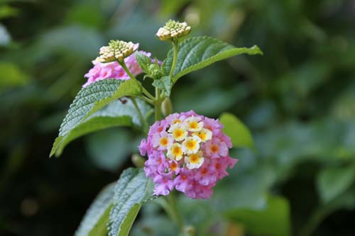 �����^�i�A�炭�₱�̉Ԋ�