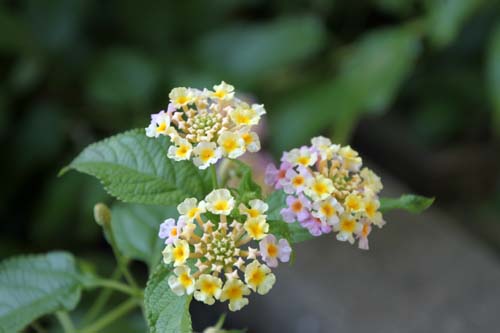 �����^�i�A�炭�₱�̉Ԋ�