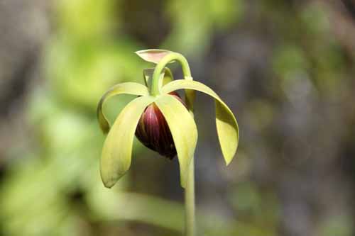 �����`���E�\�E �炭�₱�̉Ԋ�