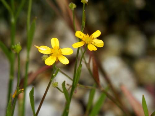 ���k���N���X�E�t�������A�炭�₱�̉Ԋ�