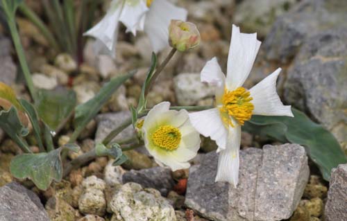 ���k���N���X�E�J�����h���j�I�C�f�X�A�炭�₱�̉Ԋ�