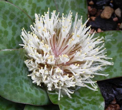 ���V���i���A�E�v�V���A�炭�₱�̉Ԋ�