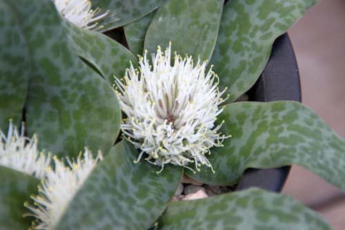 ���V���i���A�E�v�V���A�炭�₱�̉Ԋ�