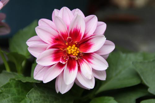 ���f�B�_���A