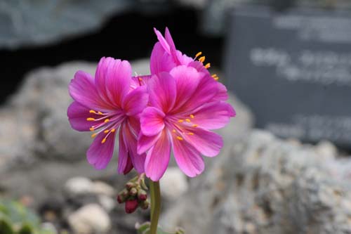 ���C�E�C�V�A�E�R�`���h���A�炭�₱�̉Ԋ�