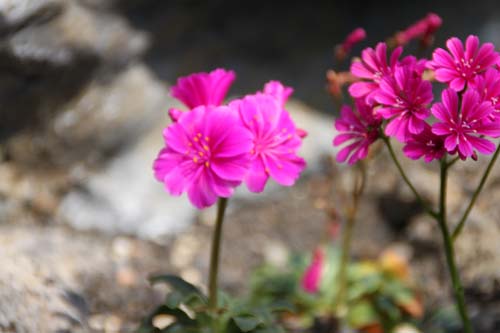 ���C�E�C�V�A�E�R�`���h���A�炭�₱�̉Ԋ�