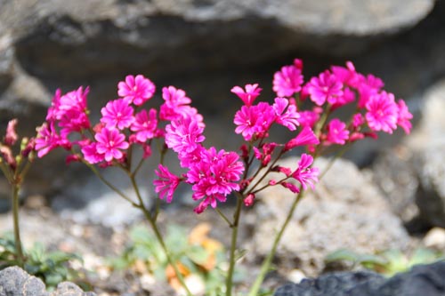 ���C�E�C�V�A�E�R�`���h���A�炭�₱�̉Ԋ�