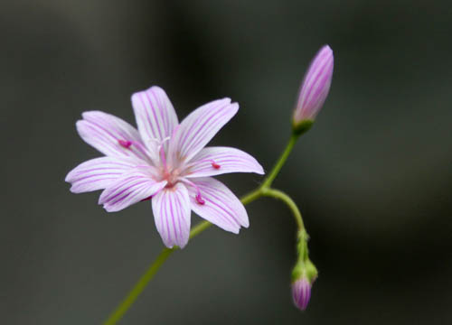 ���C�E�C�V�A�E�R�`���h���A�炭�₱�̉Ԋ�