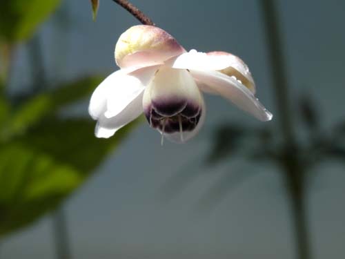 �����Q�V���E�}�A�炭�₱�̉Ԋ�