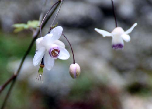 �����Q�V���E�}�A�炭�₱�̉Ԋ�