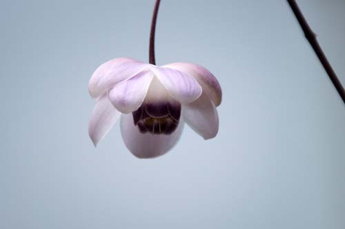 �����Q�V���E�}�A�炭�₱�̉Ԋ�