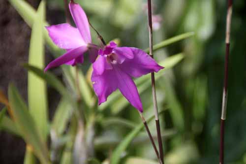 �����A�E�S�[�E���f�B�A�i�A�炭�₱�̉Ԋ�