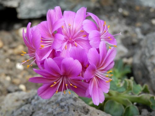 ���E�B�V�A�E�g�E�C�[�f�C�A�炭�₱�̉Ԋ�