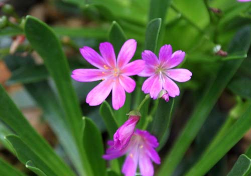 ���E�B�V�A�E�X�[�U���A�炭�₱�̉Ԋ�