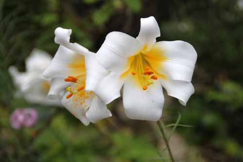 ���[�K�������[�A�炭�₱�̉ԊقŎB�e