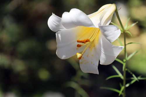 ���[�K�������[�A�炭�₱�̉ԊقŎB�e