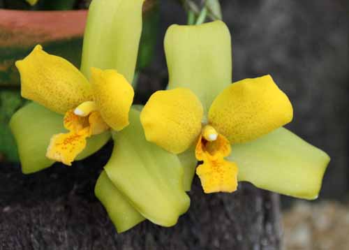 ���J�X�e�A�炭�₱�̉Ԋ�