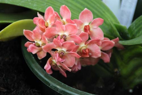 �����R�X�e�B���X�E�M�K���e�A�A�炭�₱�̉Ԋ�