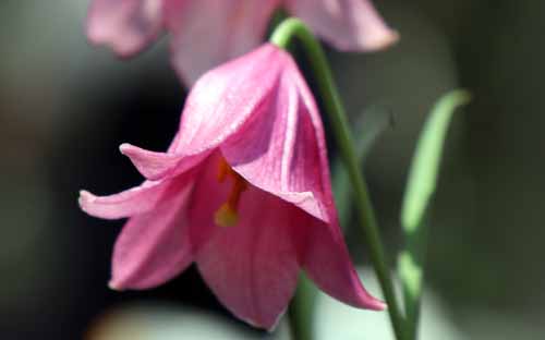 �����E���E�A���G�k���A�炭�₱�̉Ԋ�