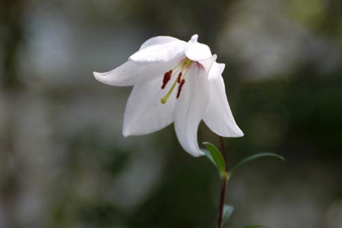 �����E���E�}�N���j�A�G�A�炭�₱�̉�