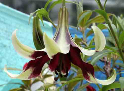 �����E���E�l�p�����Z�A�炭�₱�̉Ԋ�