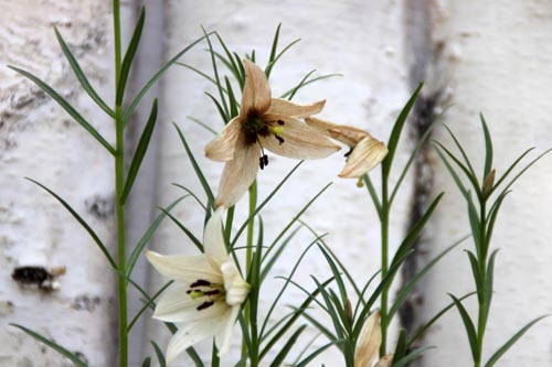 リリウム・オキシペタルム、咲くやこの花館で撮影