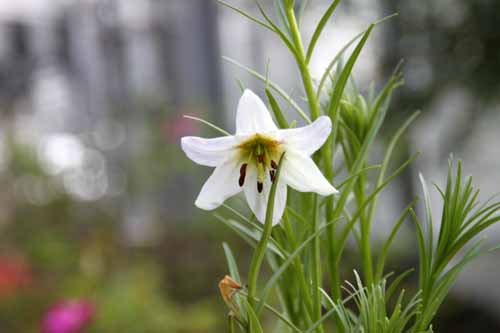 �����E���E�I�L�V�y�^�����A�炭�₱�̉ԊقŎB�e