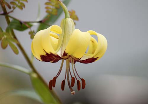 �����E���E�v�������k���A�炭�₱�̉Ԋ�