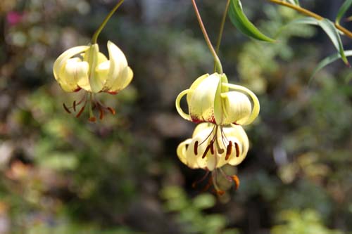 �����E���E�v�������k���A�炭�₱�̉Ԋ�