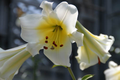 リリウム・サーシェンティアエ、咲くやこの花館
