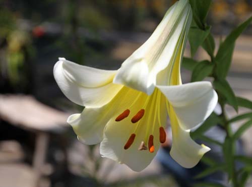 �����E���E�T�[�V�F���e�B�A�G�A�炭�₱�̉Ԋ�