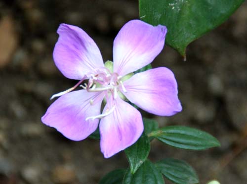 ���g���G���W�F���A�炭�₱�̉Ԋ�