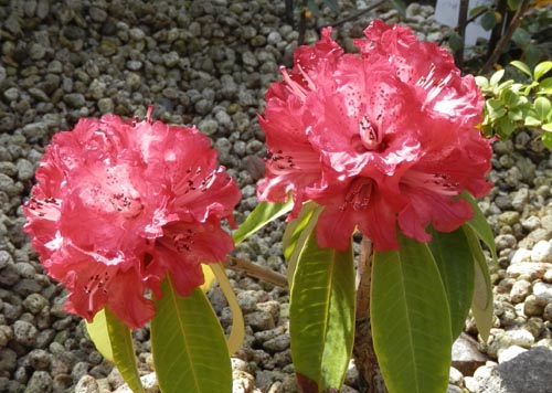 ���[�h�f���h�����E�A���{���E���A�炭�₱�̉Ԋ�