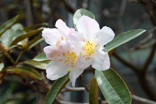 ���[�h�f���h�����E�J���t�B�����A�炭�₱�̉Ԋ�