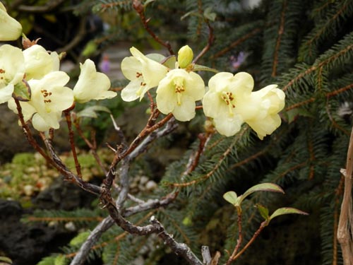 ���[�h�f���h�����E���e�C�t�������A�炭�₱�̉Ԋ�