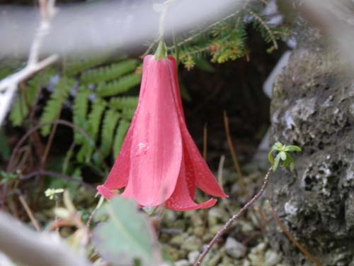 ���[�h�f���h�����E�V�m�O�����f�A�炭�₱�̉Ԋ�