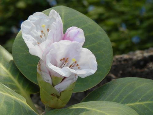 ���[�h�f���h�����E���G�t�@���Q���Z�A�炭�₱�̉Ԋ�