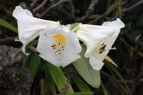 ���[�h�f���h�����E�G�N�Z�����X�A�炭�₱�̉Ԋ�