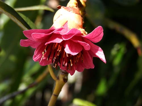 ���[�h���C�A�E�w�����[�A�炭�₱�̉Ԋ�