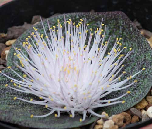 �����M�x�X�A�炭�₱�̉Ԋ�